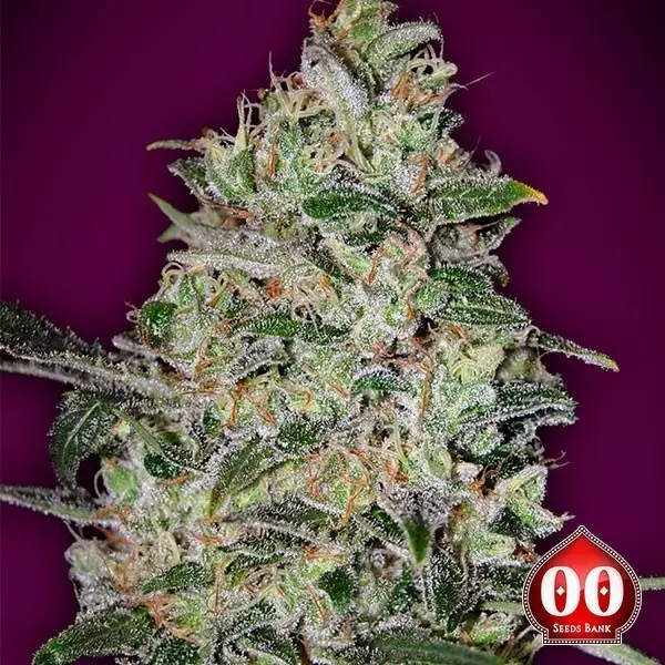 Sicht Bubble Gum Fast - Planta de marihuana