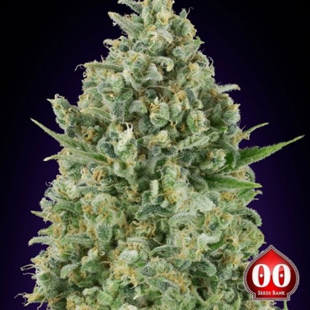 Critical Poison planta de marihuana