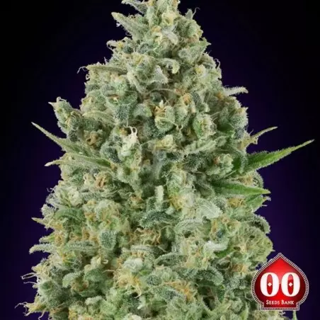 Critical Poison planta de marihuana