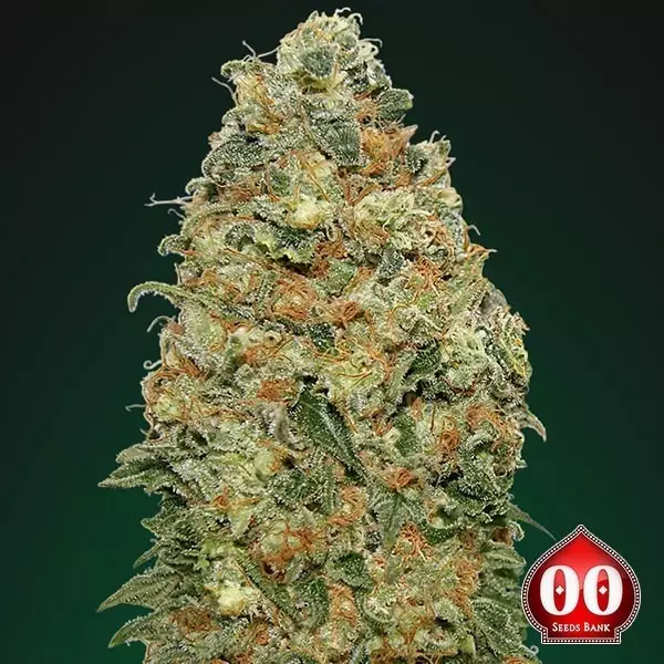 Sicht White Widow planta de marihuana