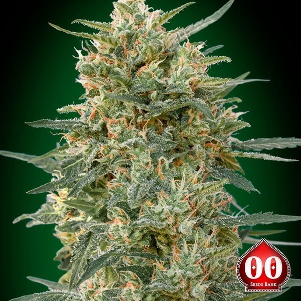 View Gorilla Fast planta de marihuana