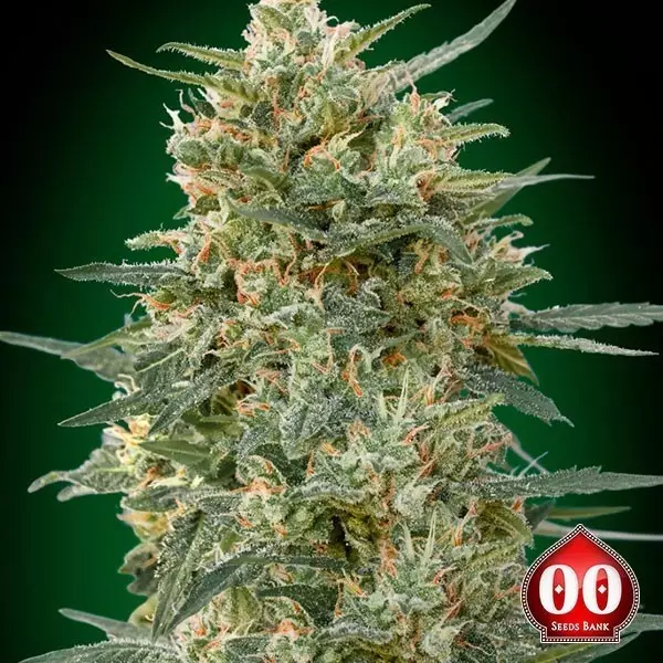 Sicht Gorilla Fast planta de marihuana