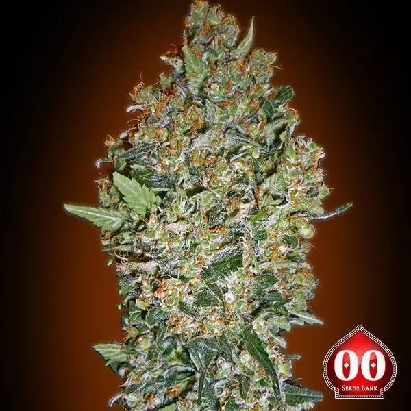 Sicht Cheese Berry planta de marihuana