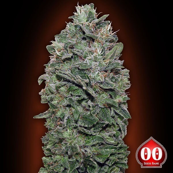 View Sweet Soma planta de marihuana