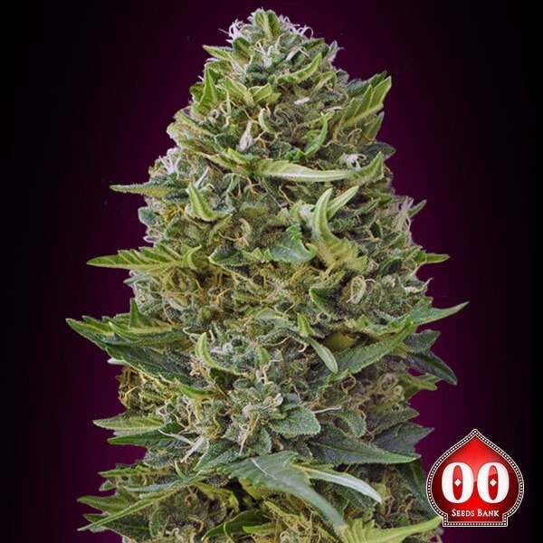 View Caramel Kush planta de marihuana