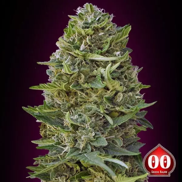 Sicht Caramel Kush planta de marihuana