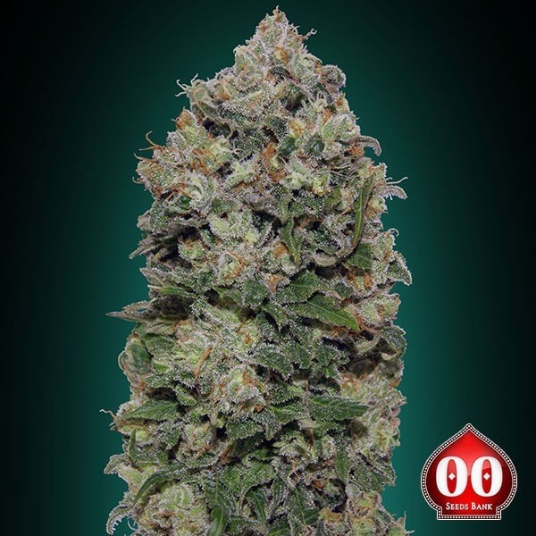 View Northern Lights planta de marihuana