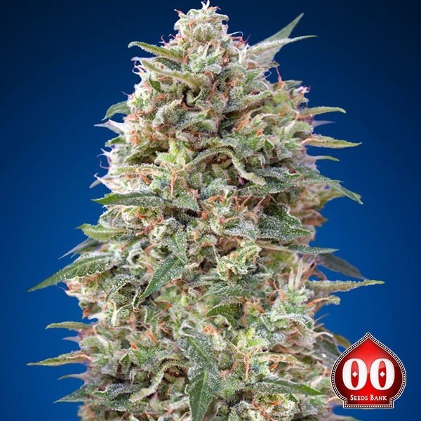 View California Kush planta de marihuana
