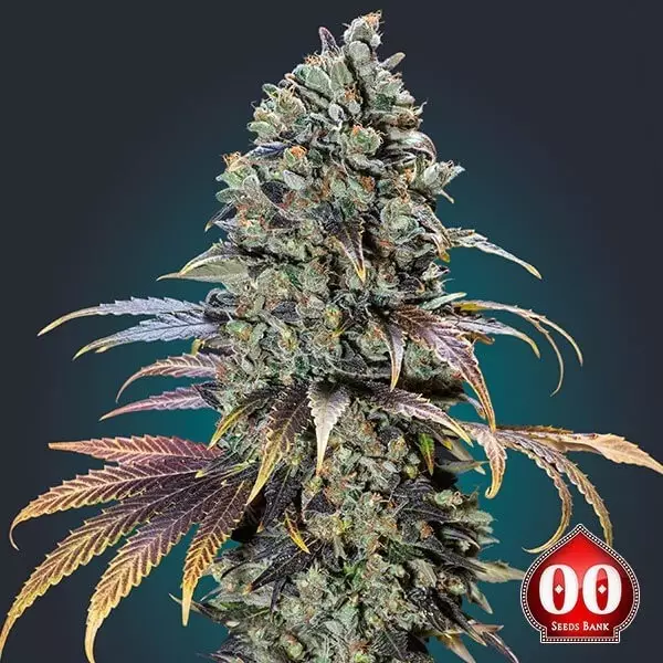 Sicht California Kush planta de marihuana