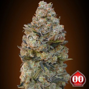 Chocolate Skunk plantas de marihuana