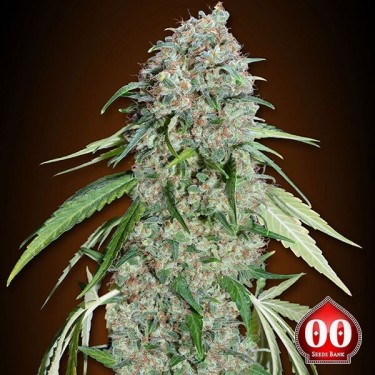 View Chocolate Skunk CBD planta de marihuana