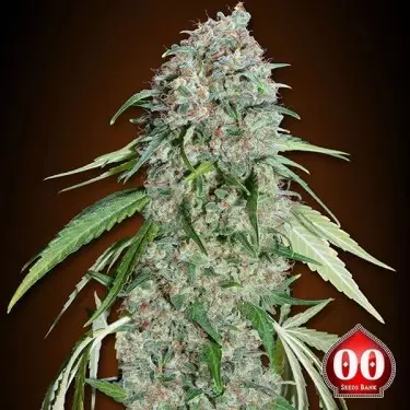 Chocolate Skunk CBD planta de marihuana