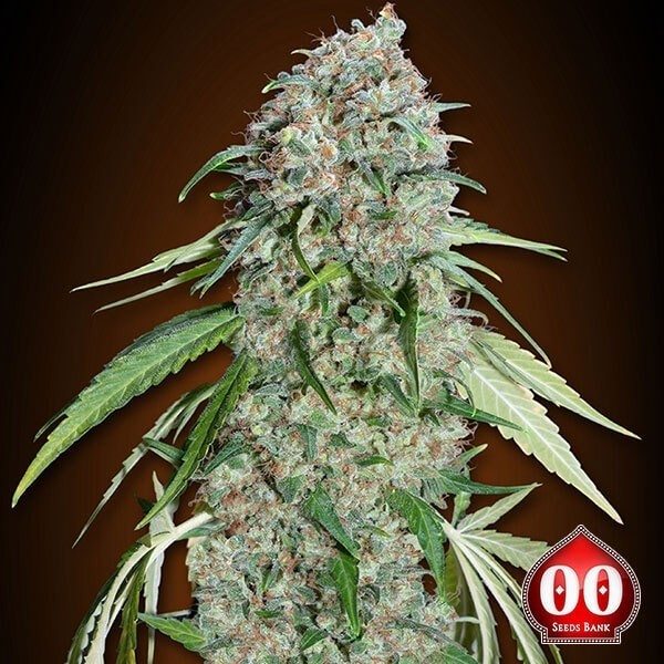 View Chocolate Skunk CBD planta de marihuana