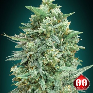 View Auto Northern Lights XXL planta de marihuana