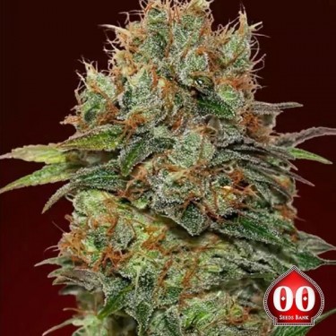 Auto Chocolate Kush