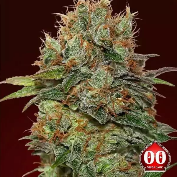 Sicht Auto Chocolate Kush