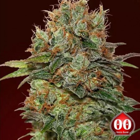 Auto Chocolate Kush