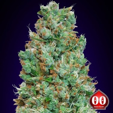 View Auto Blueberry planta de marihuana