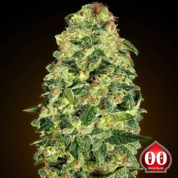 Sicht Auto California Kush planta de marihuana