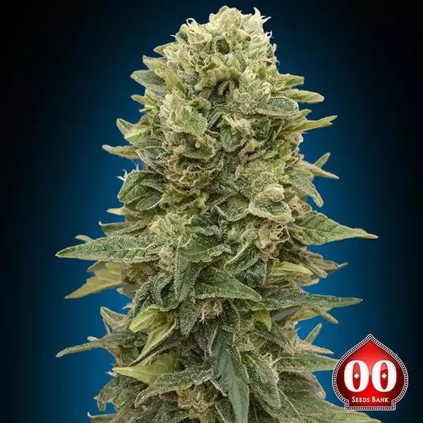 Sicht Auto Afghan Mass