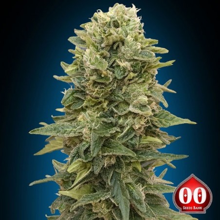 Auto Afghan Mass