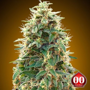 View Auto 00 Cheese planta de marihuana