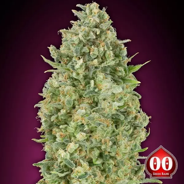 Sicht Auto Bubble Gum planta de marihuana