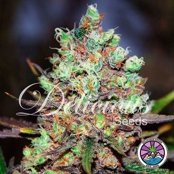 View Cotton Candy Kush planta de marihuana