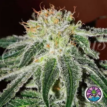 Black Russian planta de marihuana