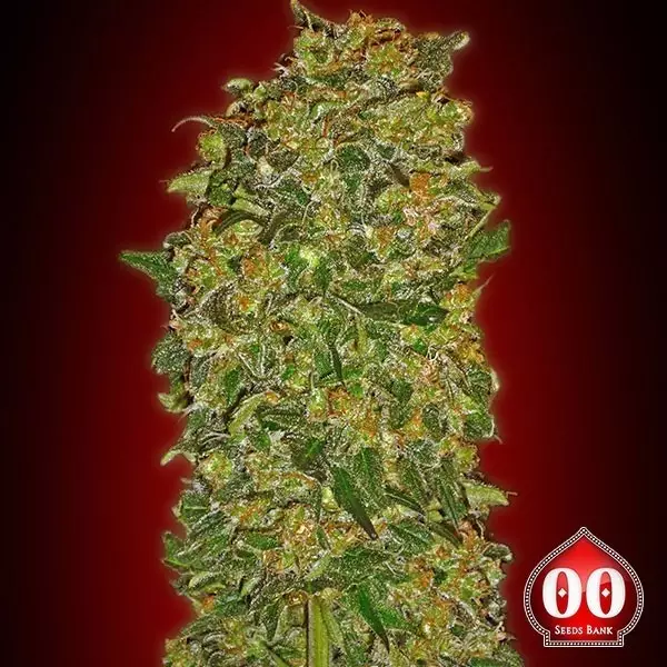 Sicht Chocolate Kush planta de marihuana