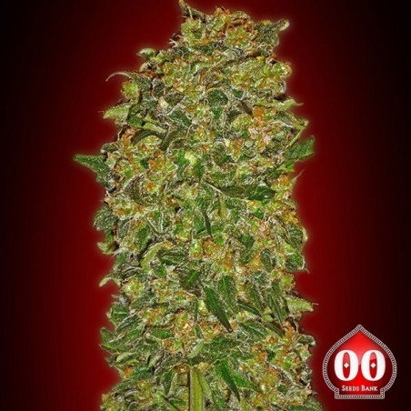 Chocolate Kush planta de marihuana