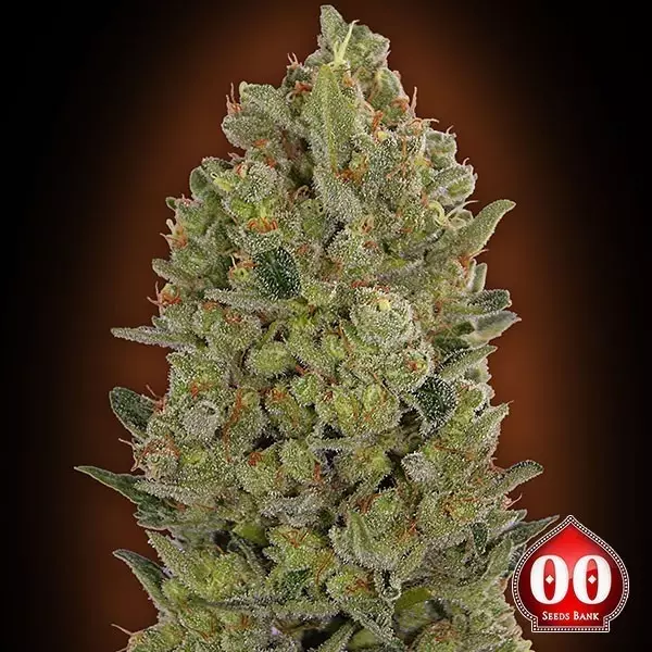 Sicht 00 Cheese planta de marihuana