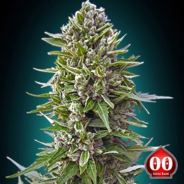 Auto Northern Lights planta de marihuana