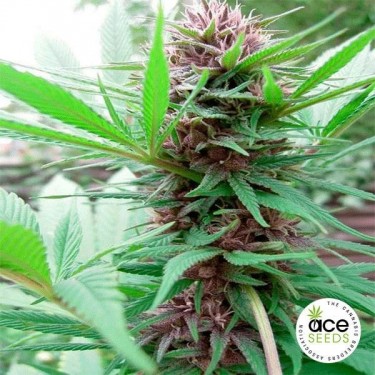 View Erdpurt Fem planta de marihuana