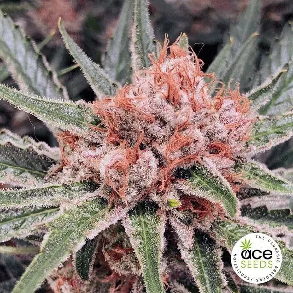 Sicht Zamaldelica Fem planta de marihuana