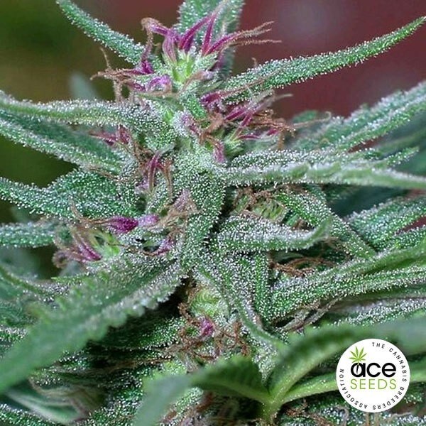 View Panama Fem planta de marihuana