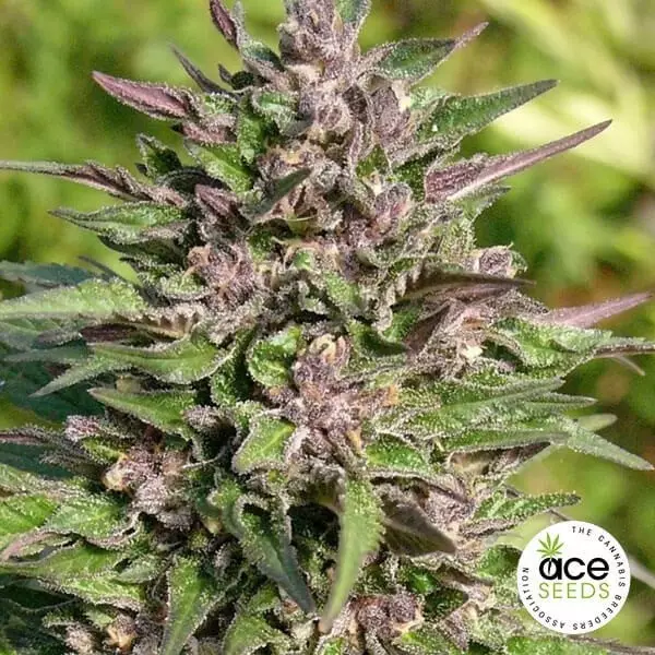 Sicht Congo Fem planta de marihuana