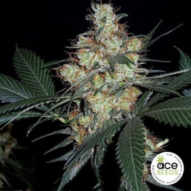 View Nepal Jam regular planta de marihuana