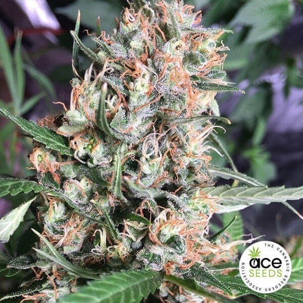 View Orient Express regular planta de marihuana