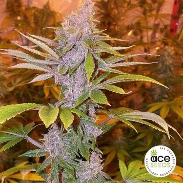 Pakistan Chitral Kush regular planta de marihuana