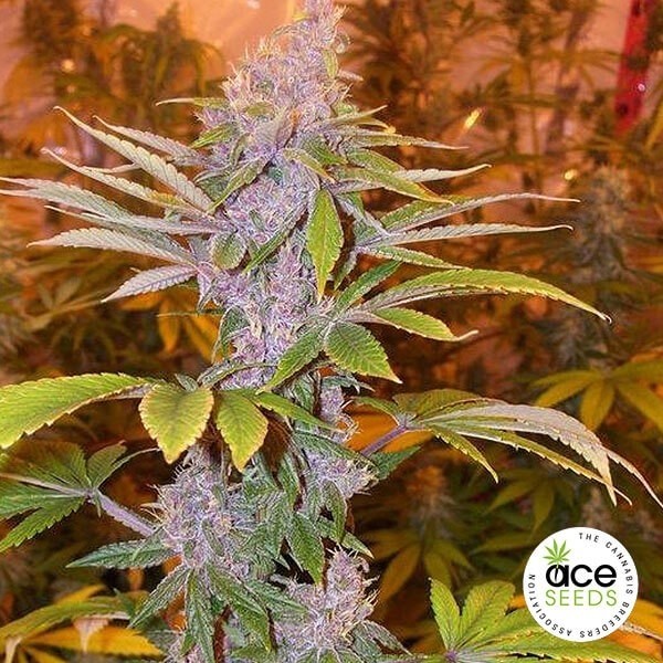 View Pakistan Chitral Kush regular planta de marihuana