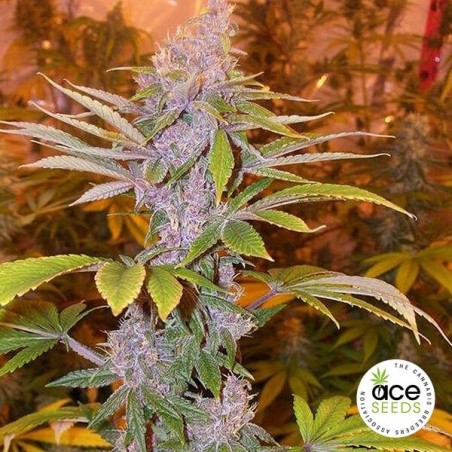 Pakistan Chitral Kush regular planta de marihuana