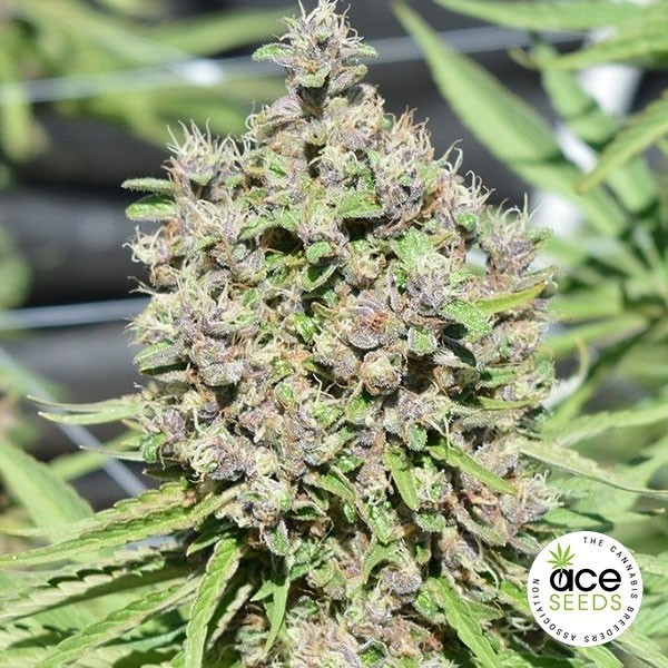 View Malawi x PCK regular planta de marihuana