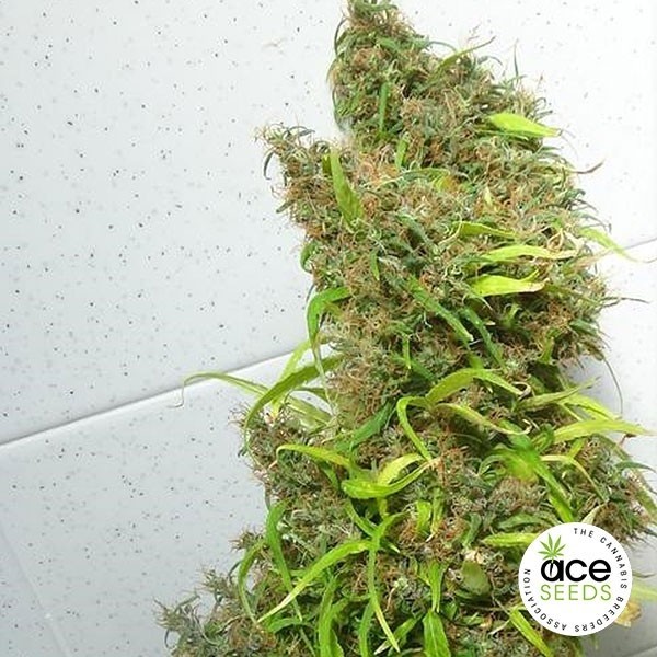Reguläre Marihuana-Pflanze aus Honduras