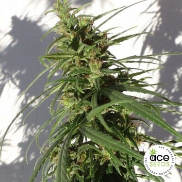 View Etíope regular planta de marihuana