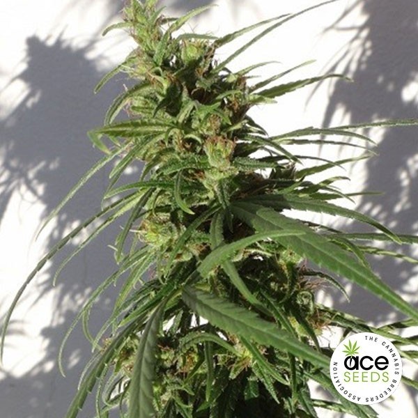 View Etíope regular planta de marihuana