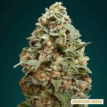 Afghan Skunk planta de marihuana