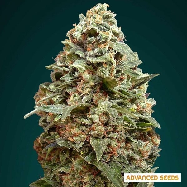 View Afghan Skunk planta de marihuana