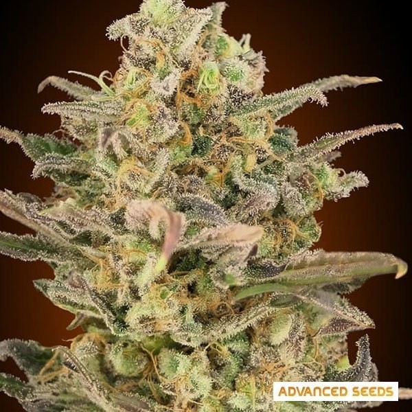 View Somango Glue planta de marihuana