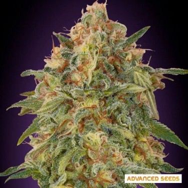 View Zkittlez planta de marihuana